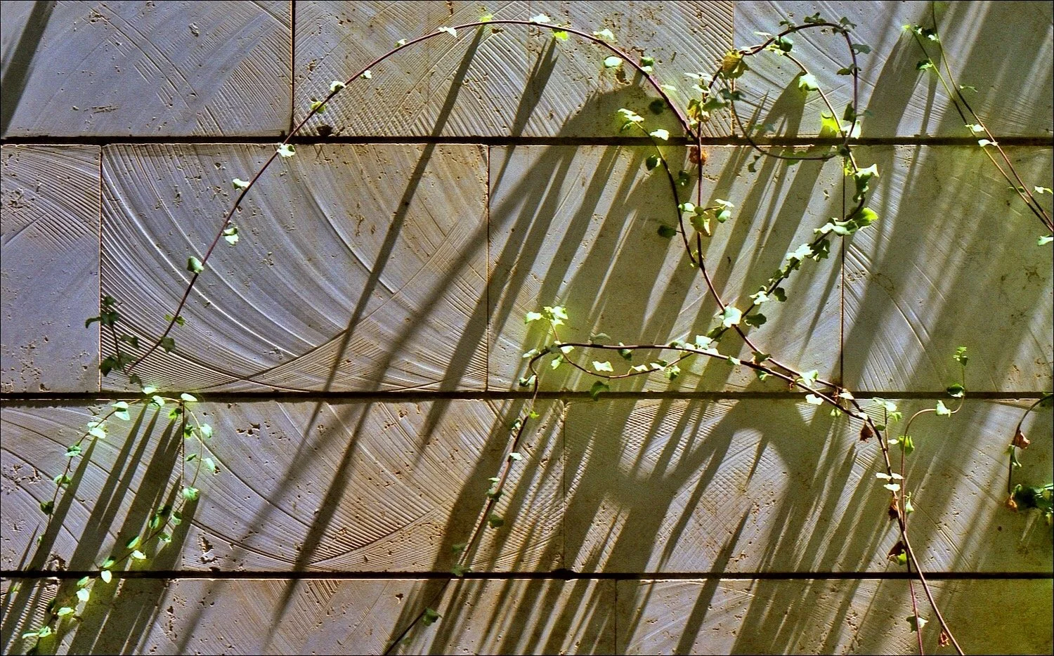 Pini's Garden Wall - Jerusalem 1983