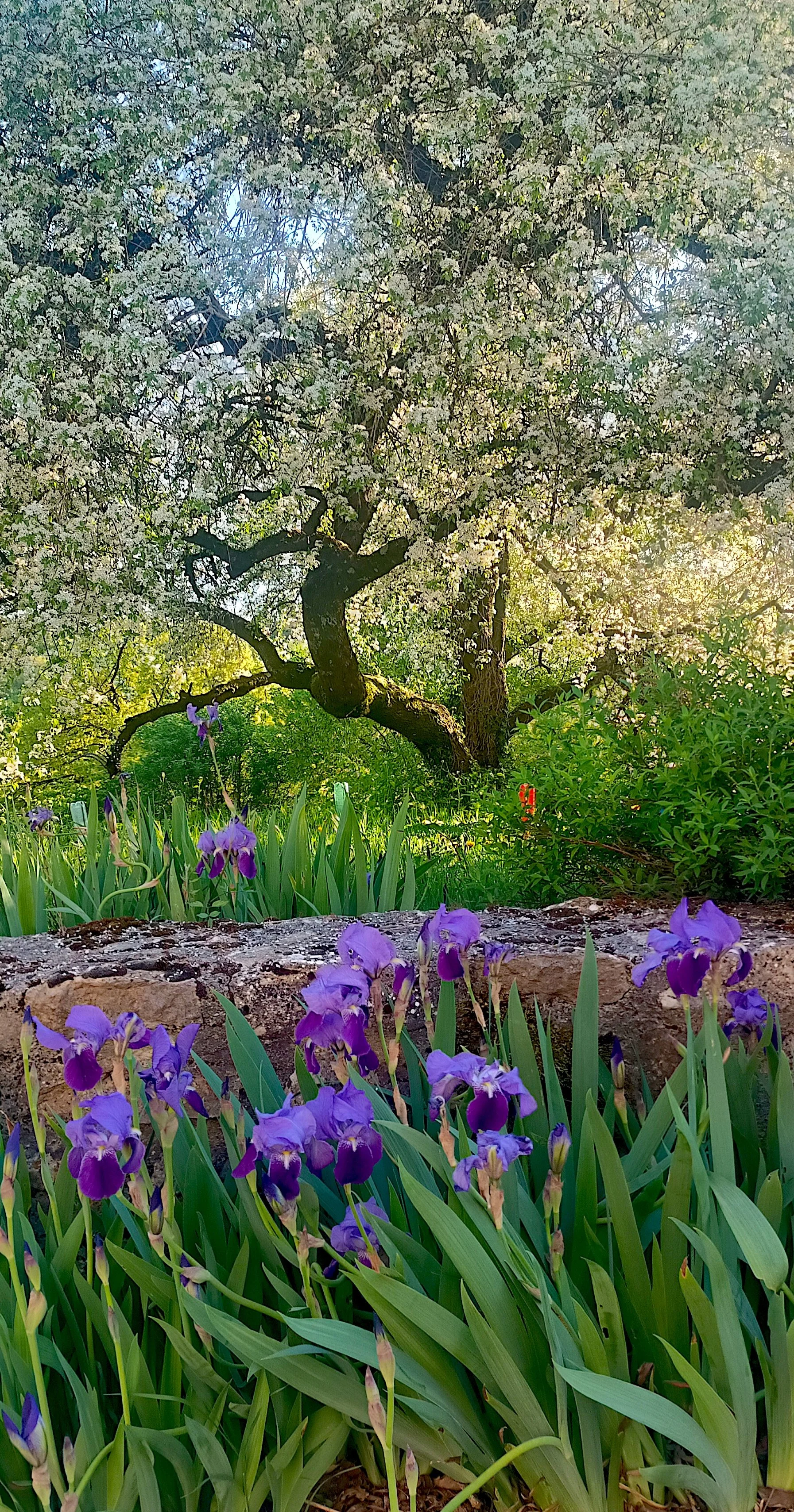 Spring at my house