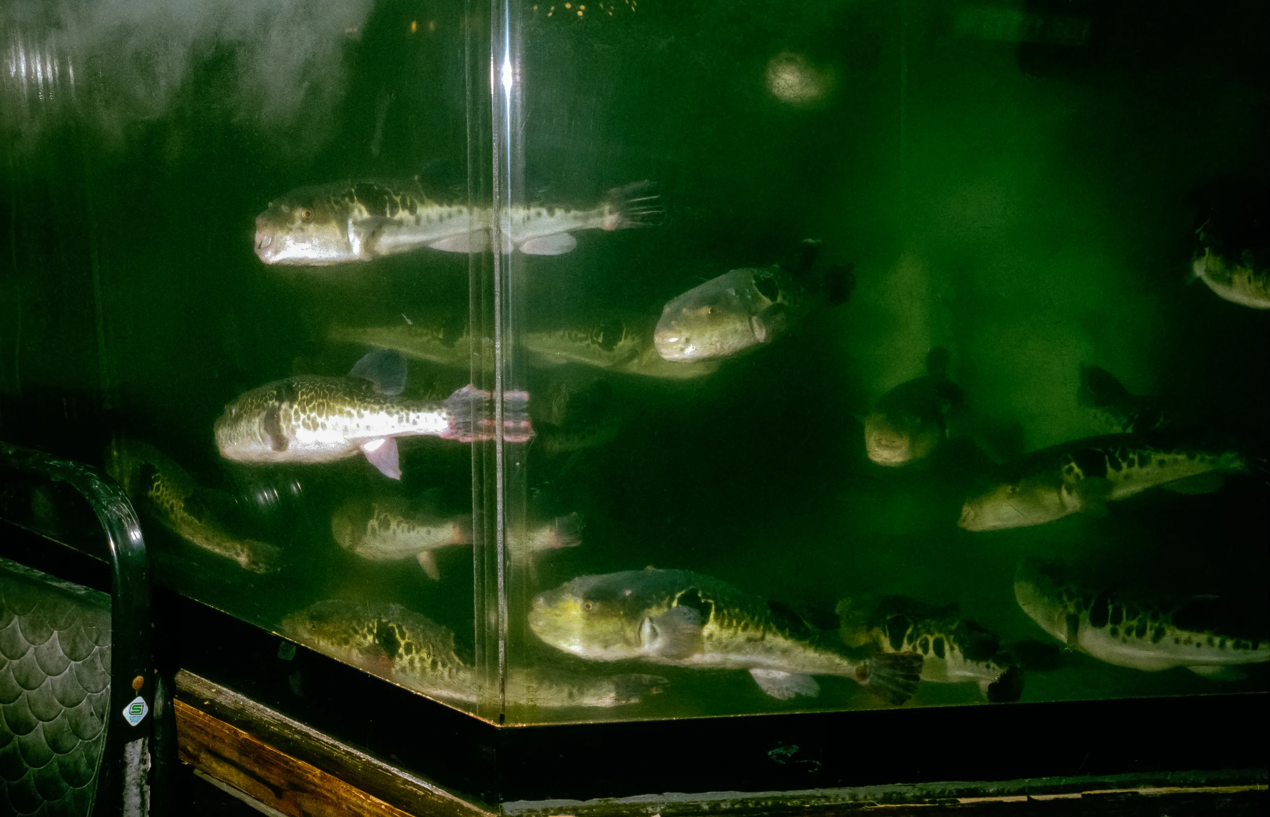 hassy tokyo fish travel 004-Edit.jpg