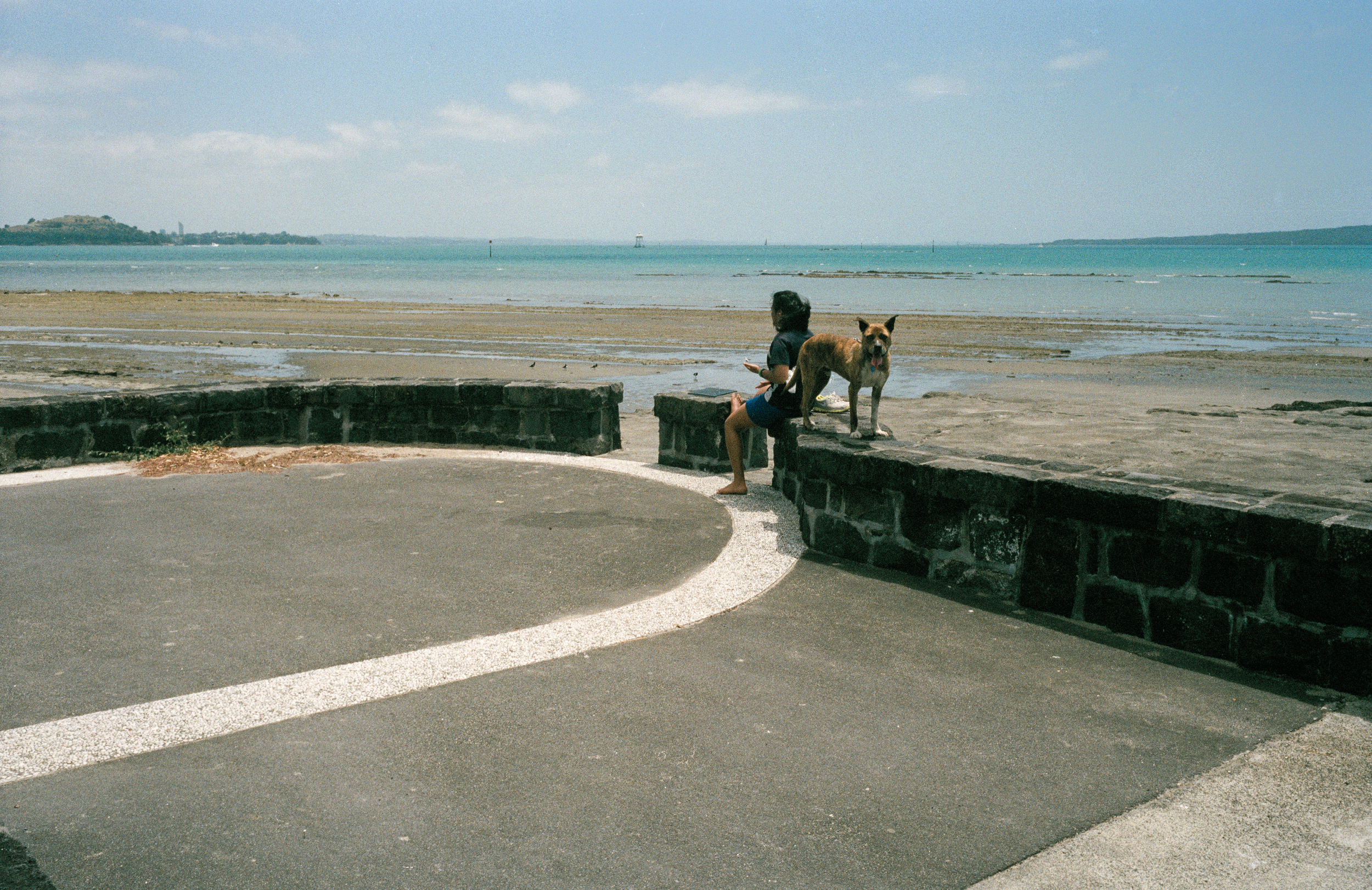 hassy travel 030 dog.jpg