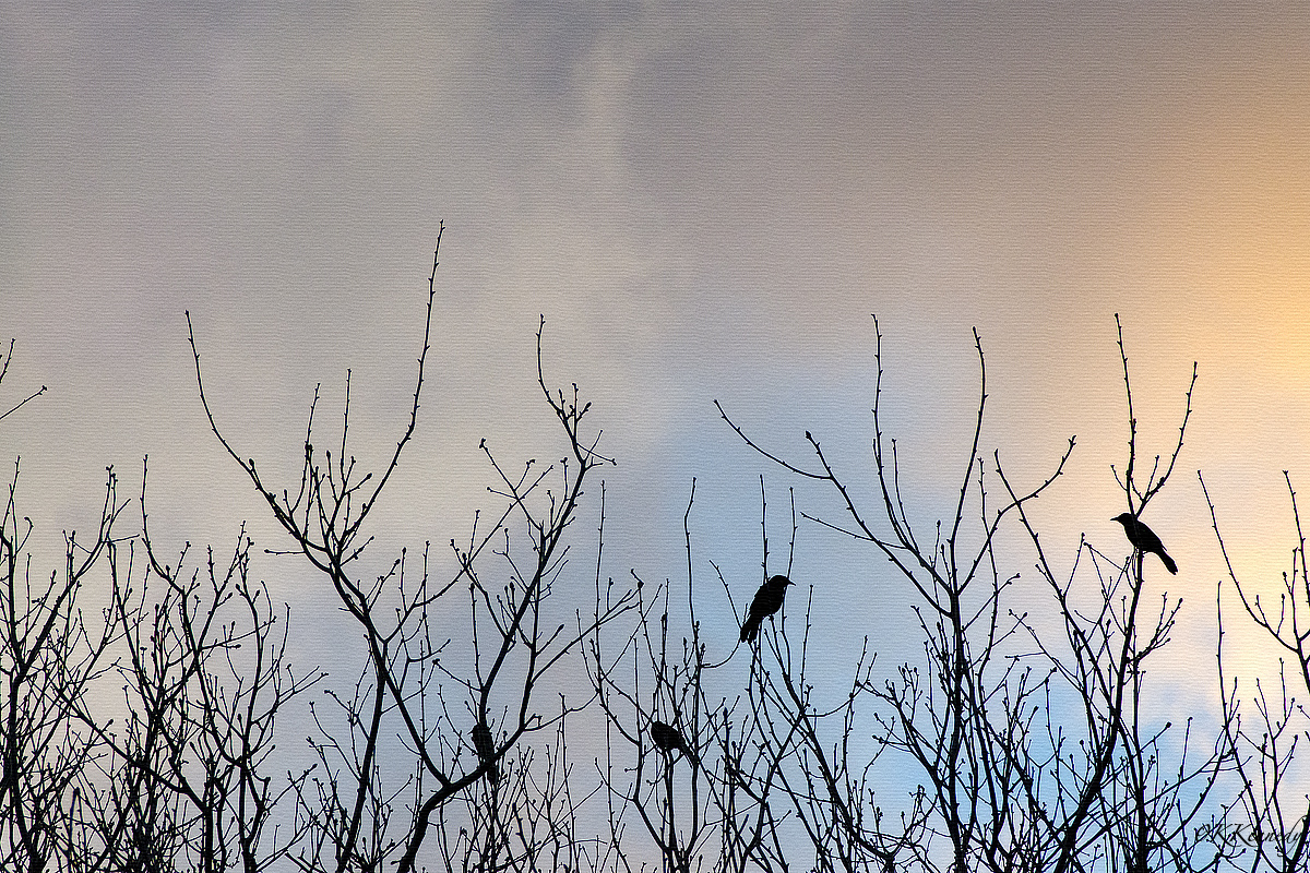 blackbirdsnature.jpg