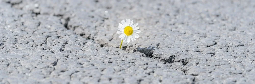 Hope in the LORD
