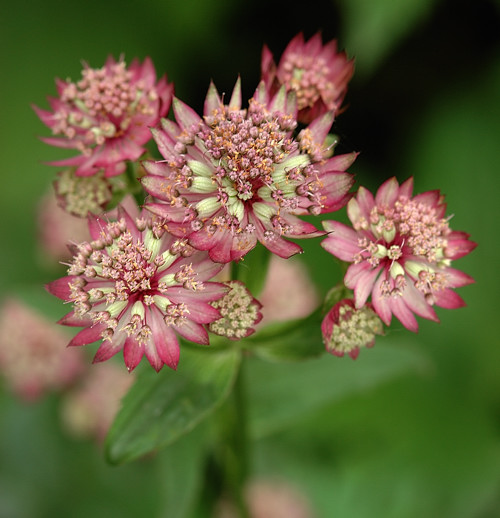 Astrantia major Rubra2.jpg