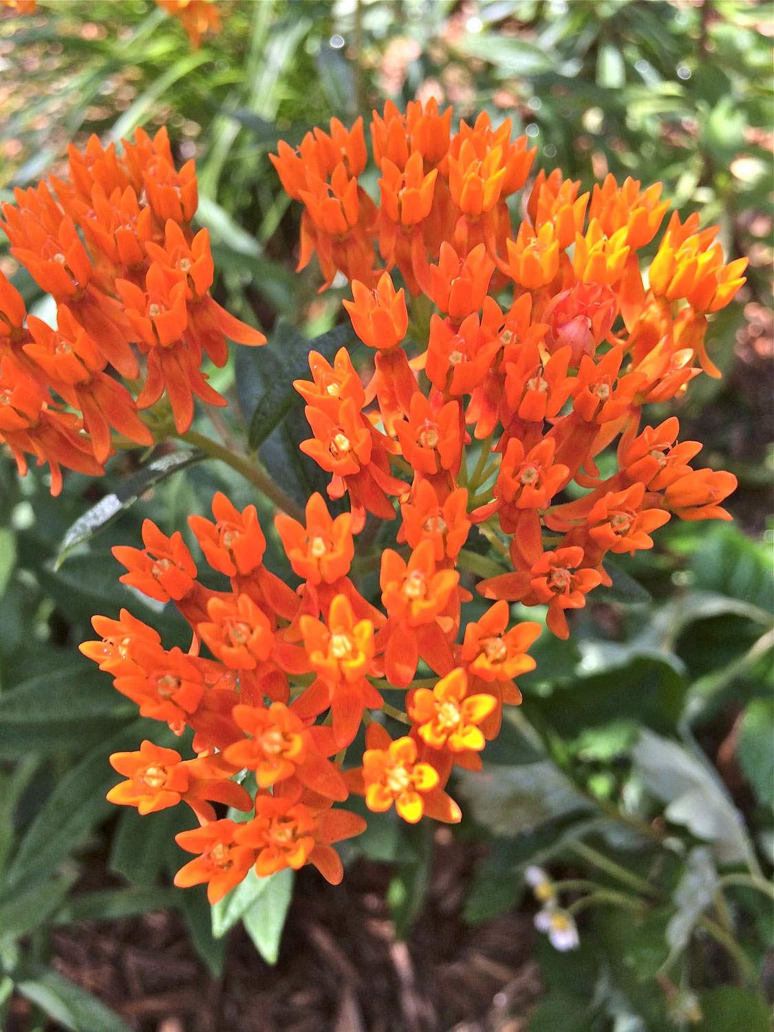 Butterfly weed in the garden