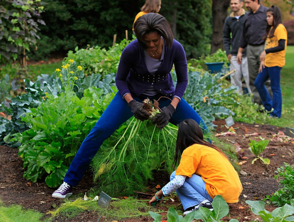Is that dill or an anise bulb?