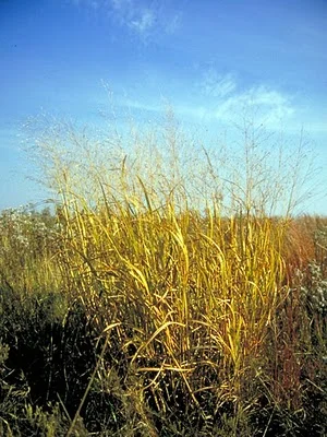 SURVIVAL OF THE FITTEST IN THE GARDEN