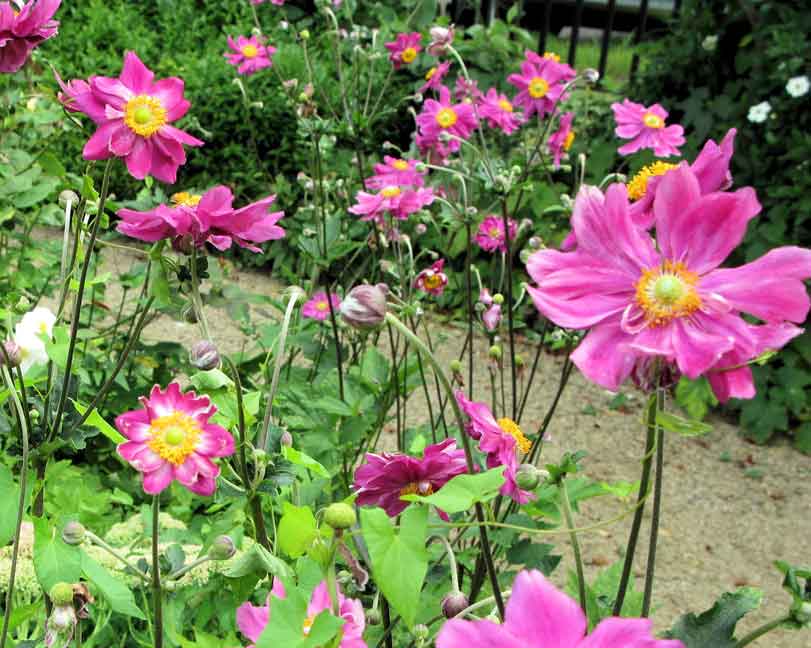 Anemone 'September Charm' photo: farnhamvictoriagardem.org