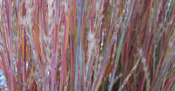 www.hoffmannursery.com