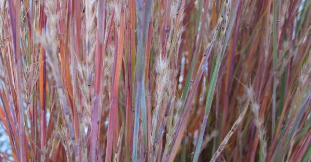 5 BEST PERENNIALS FOR FALL