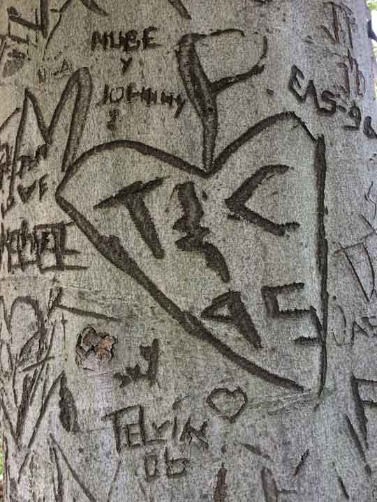 Tree's tattoo