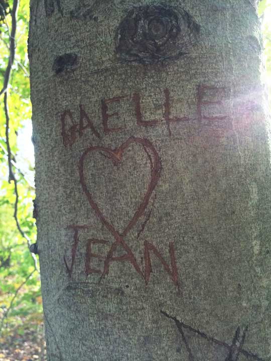 Lovers tattoo a tree