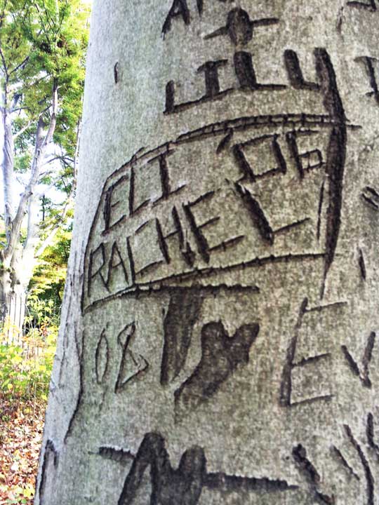 Tree carving