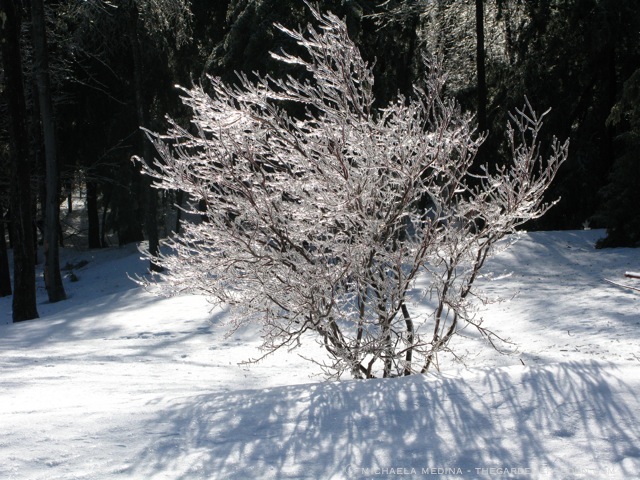 photo: thegardenerseden