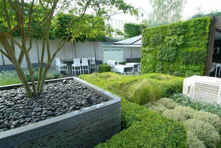 The green wall grows Camellia sinensis. Translation: tea leaves! photo: Todd Haiman Landscape Design 2014