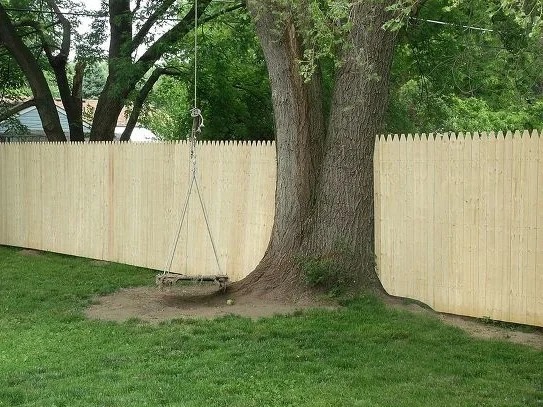 WHOSE TREE IS IT ANYWAY?