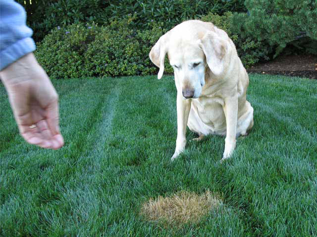 Solving The Problem of Dog Urine Spots on Lawns