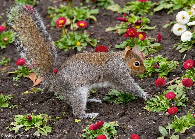 SQUIRRELS IN THE GARDEN