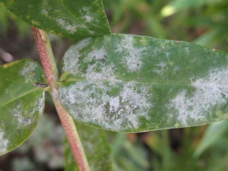 HOW TO GET RID OF POWDERY MILDEW ON LEAVES