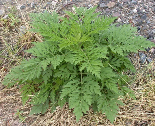 ELIMINATING WEEDS IN THE GARDEN