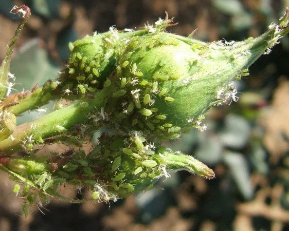 GETTING RID OF BUGS IN THE GARDEN