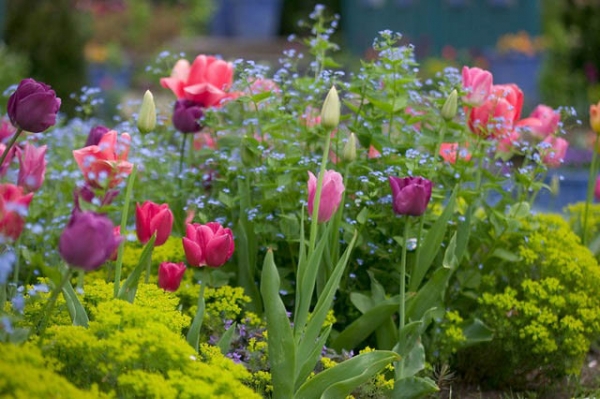 Tips+for+designing+your+garden.jpeg