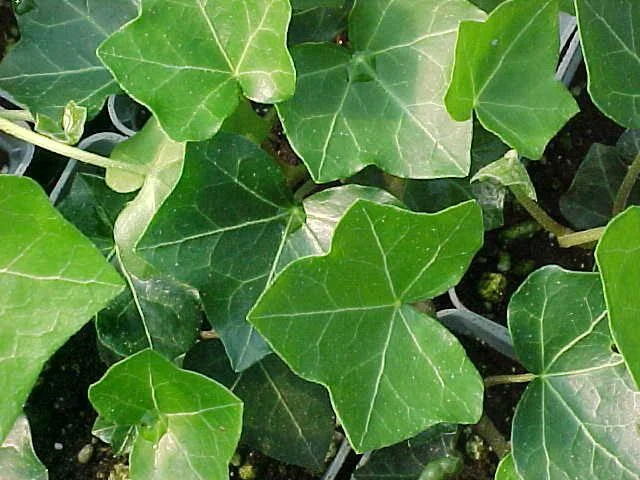 ALTERNATIVES TO INVASIVE ENGLISH IVY