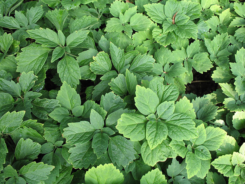 Allegheny spurge