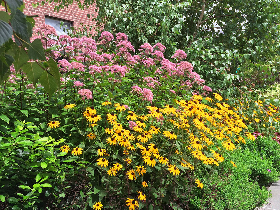 Black eye susan and Joe pye weed surrounded by Grey birches in this urban garden in New York State