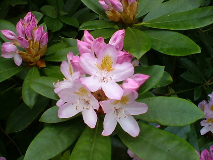 rhododendron-maximum-at-otterh.jpg