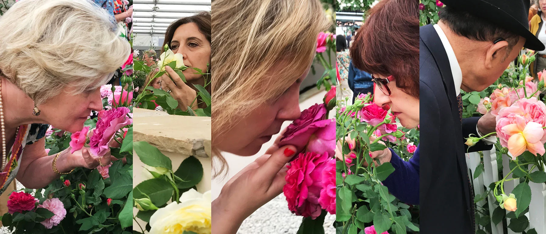 Inhalling the luxurious scent of roses at the Chelsea Flower Show. ©ToddHaimanLandscapeDesign2019