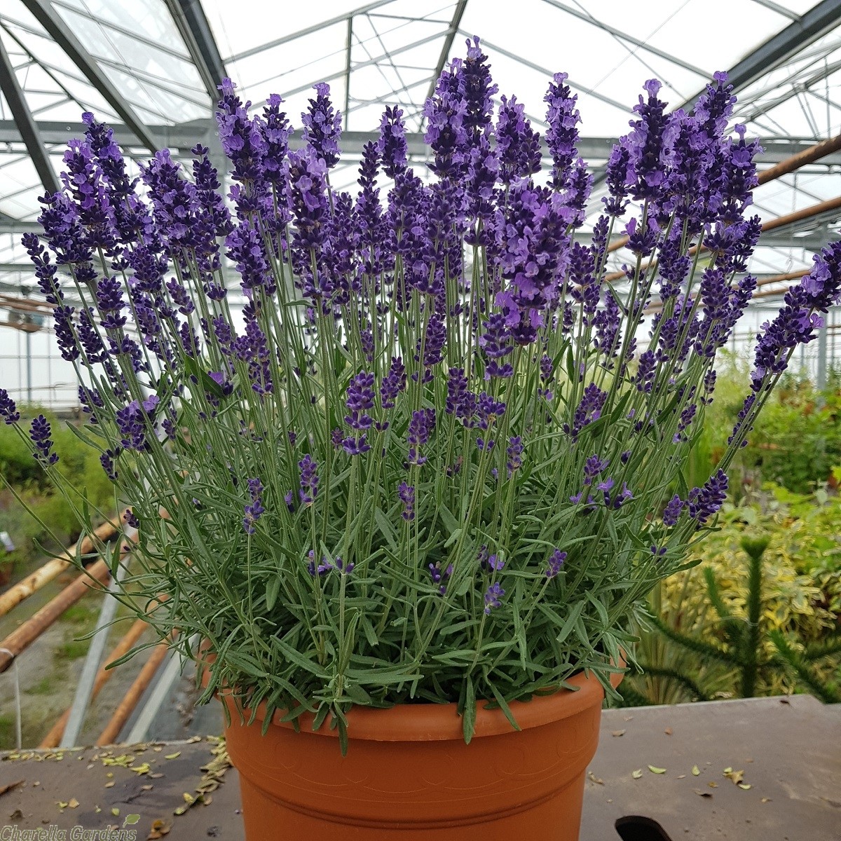 large_lavender_plants._lavender_angustifolia_hidcote_3__1.jpg