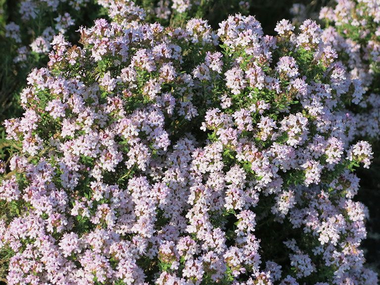 Thymus_vulgaris_in_garden_(2018)_3.jpg