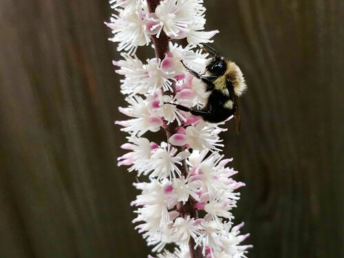 Cimicifuga-with-bee-in-shade.jpg