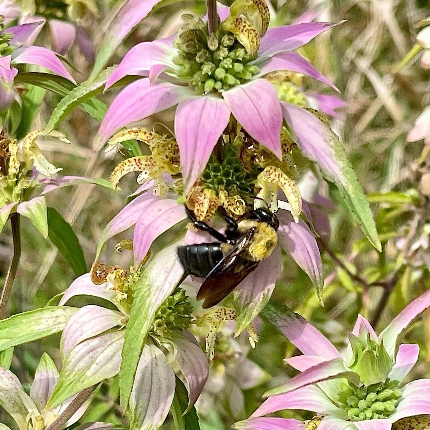 A NATIVE MEDICINAL POLLINATOR GARDEN