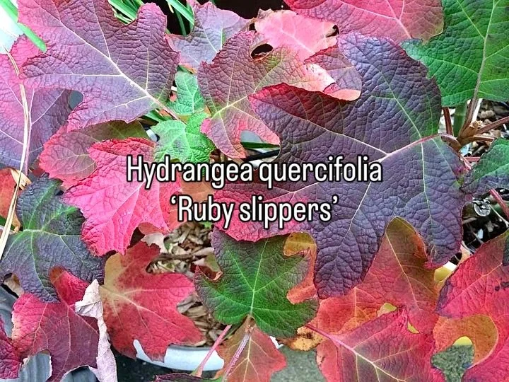 Five favorite shrubs for fall based upon our work as a New York landscape and garden design practice. Ideal for rooftop gardens and outdoor space in urban areas.

1. Hydrangea quercifolia &ldquo;Ruby Slippers&rdquo; / Oakleaf Hydrangea.&nbsp;This is 