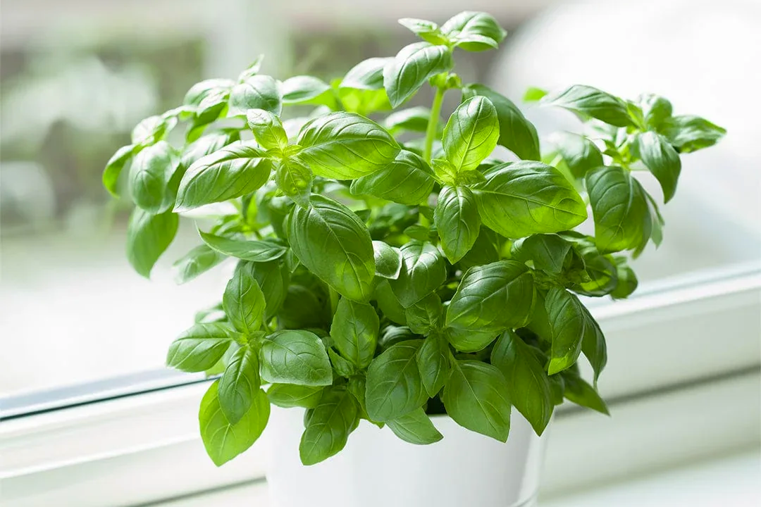 WHAT IS PHENOTYPIC PLASTICITY?