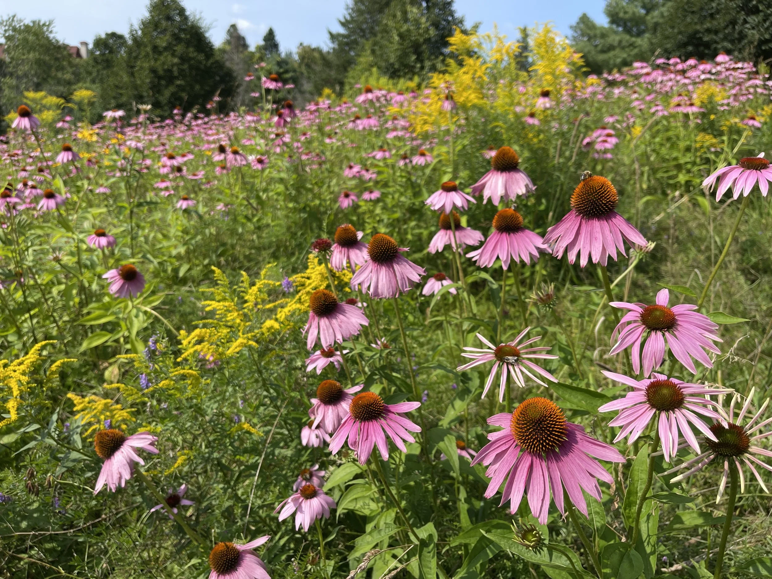HOW TO REDUCE MAINTENANCE WITH ECOLOGICAL PLANTING DESIGN