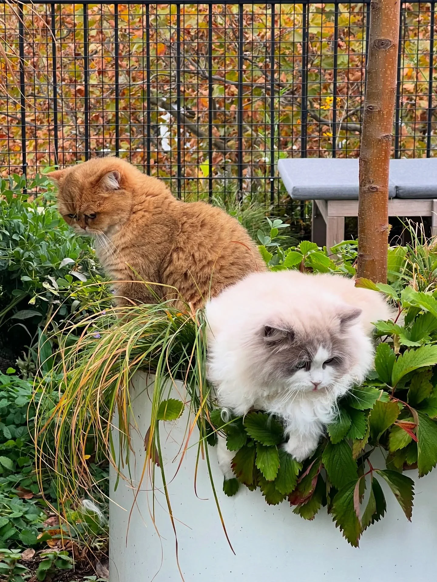Kitties love great gardens too! 🌱✨

These fluffy felines can&rsquo;t seem to get enough of these rooftop garden planters! I mean&hellip;who can resist the temptation of an sunlit afternoon nap?! ☀️🐈 

Whether for you or your family with four legs, 