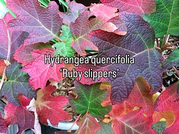 Five favorite shrubs for fall based upon our work as a New York landscape and garden design practice. Ideal for rooftop gardens and outdoor space in urban areas.

1. Hydrangea quercifolia &ldquo;Ruby Slippers&rdquo; / Oakleaf Hydrangea.&nbsp;This is 