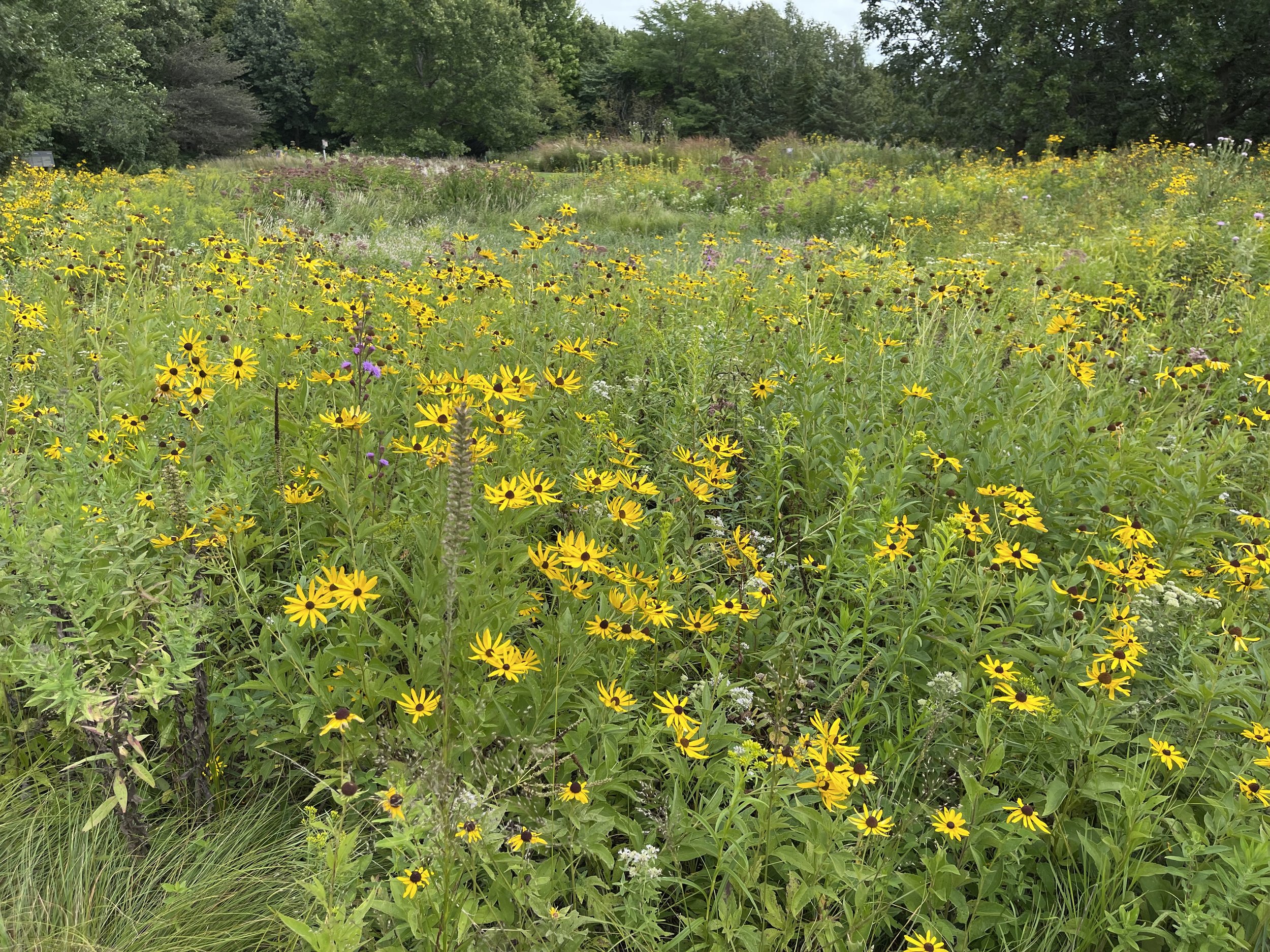 LANDSCAPE DESIGN WITH LIVING PLANTS: DESIGNING FOR NATURE, TIME + CHANGE