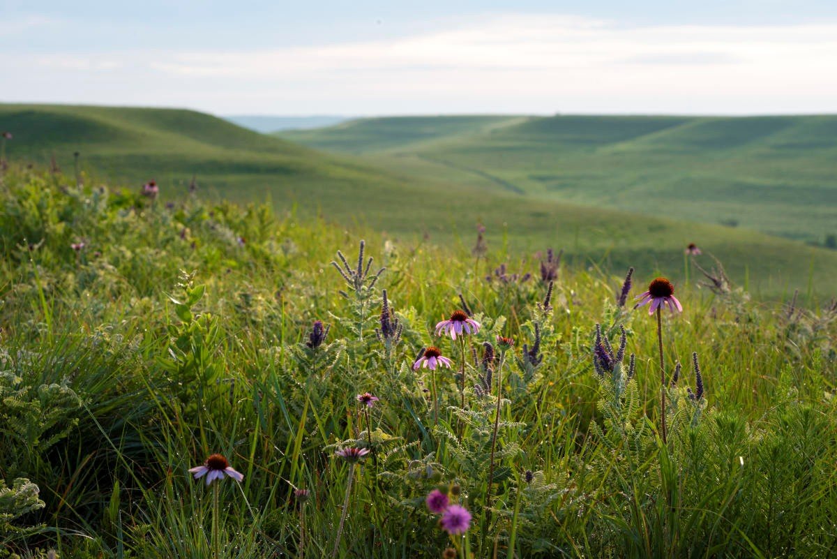 The Tall Grass Prairie: Konza Prairie of the Flint Hills