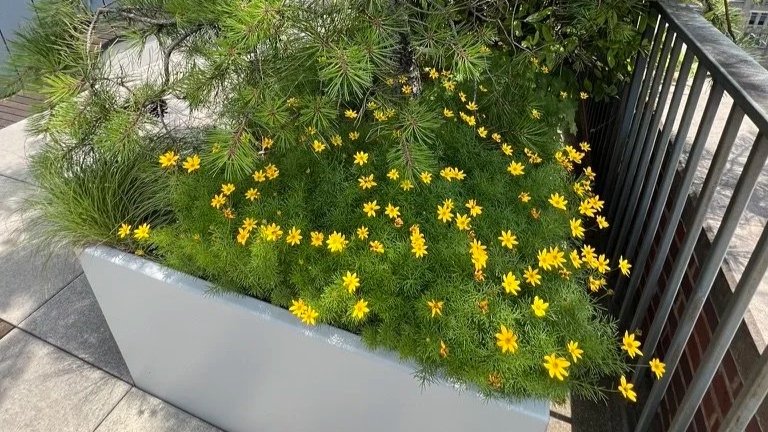 yellow flowers on a rooftop