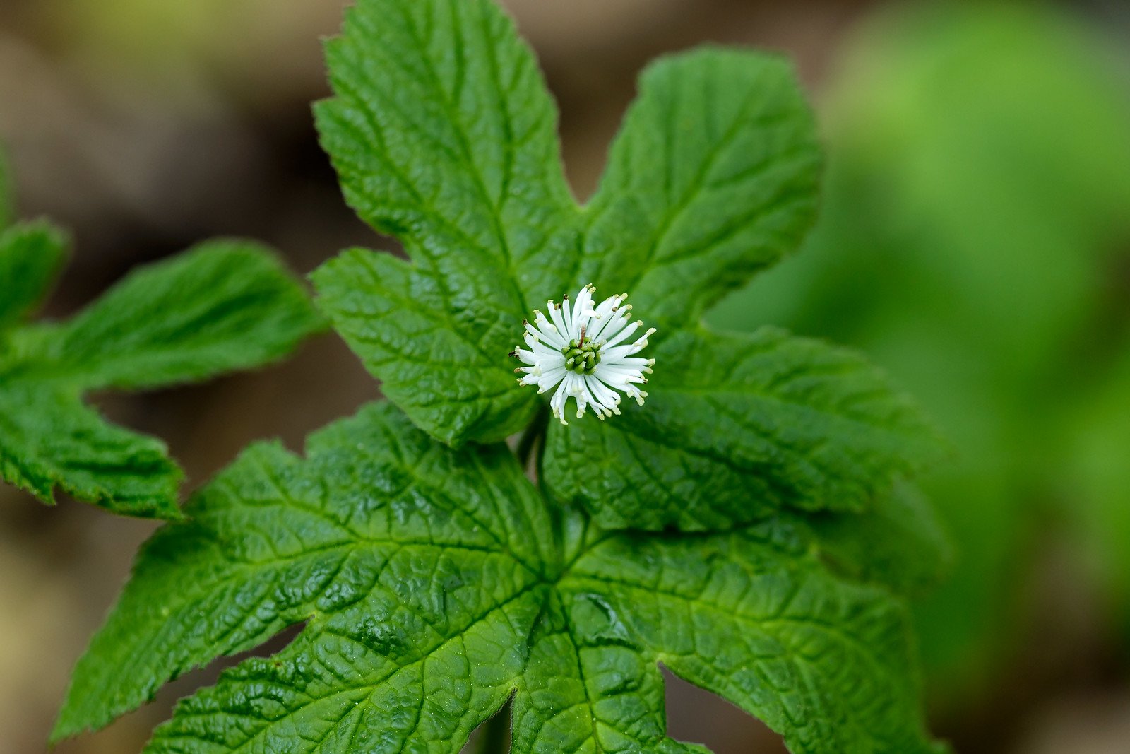 Hydrastis canadensis (goldenseal) mosquito repellent