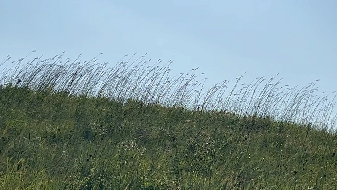 Reichman - Konza Prairie - A Tallgrass History
