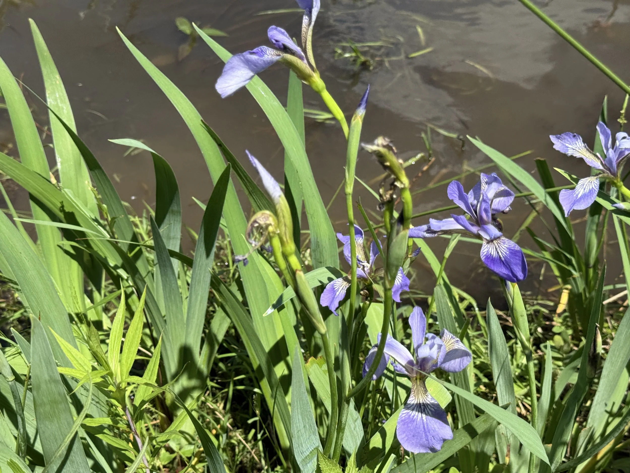 Blue flag iris growing in wet condition