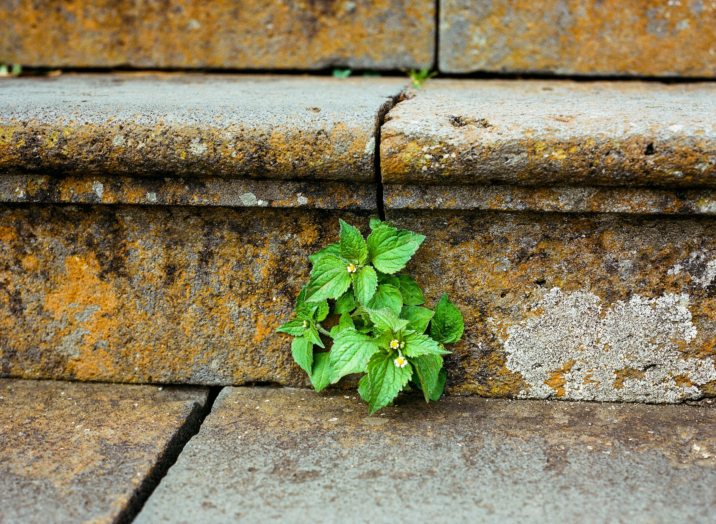 From Between the Cracks