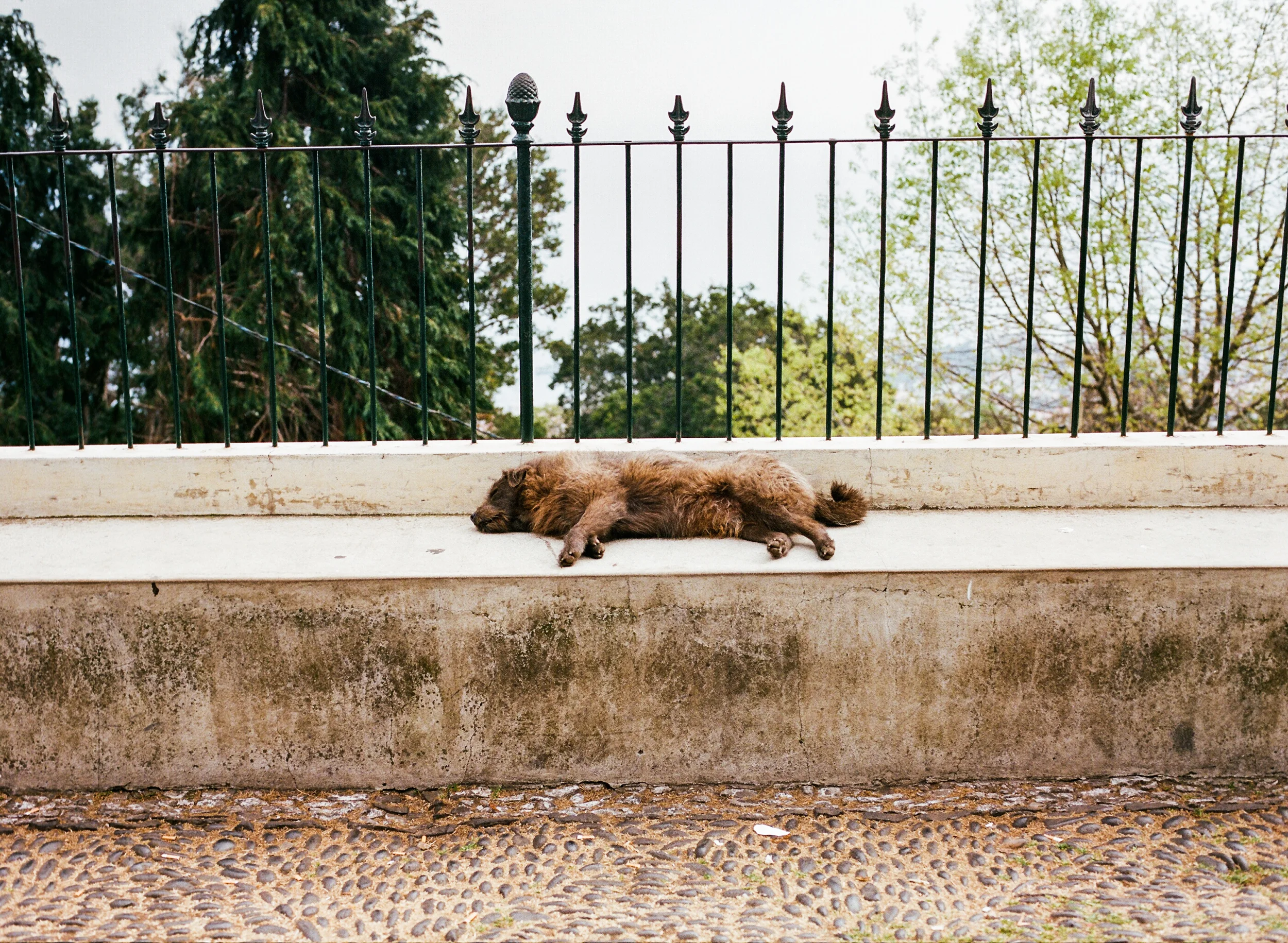 Afternoon Nap
