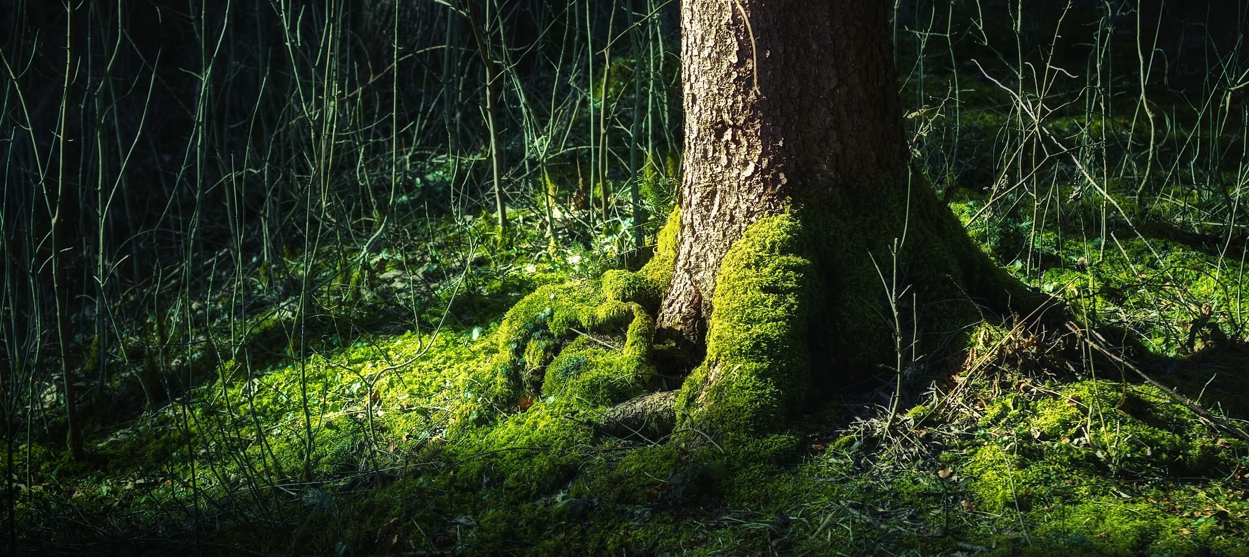 tree roots.jpg
