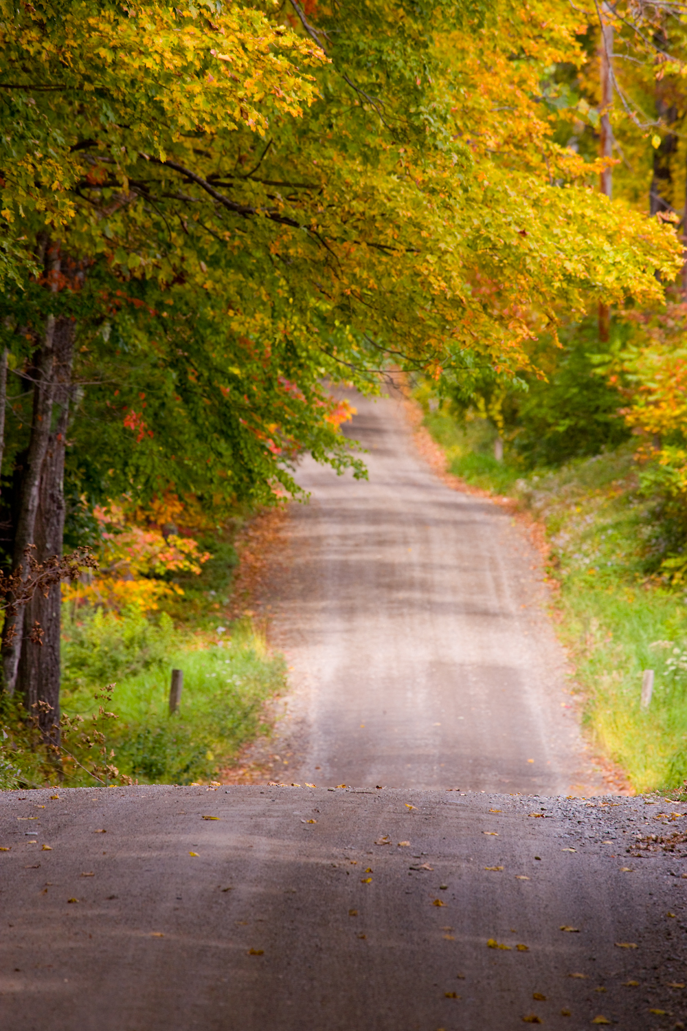 Foliage_20091002-YL3K5040.jpg