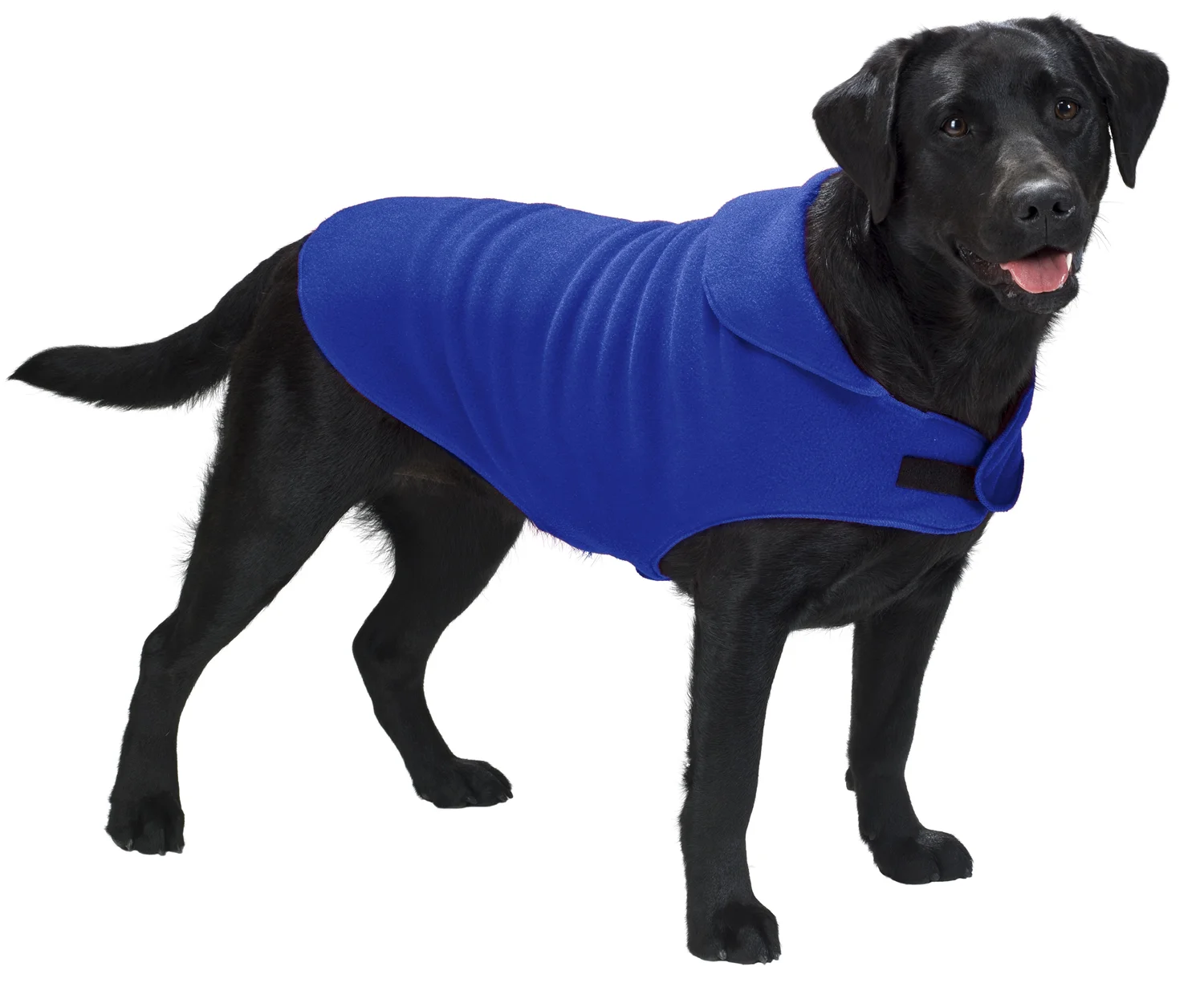 53716_ryl_onDog.jpg